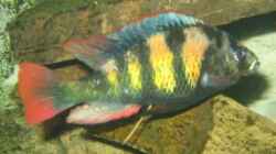 Haplochromis thiuk skin like, CH44