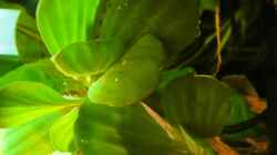 Pistia stratiotes (Muschelblume - Schwimmpflanze) 