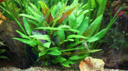 Pflanzen im Aquarium Becken 8765