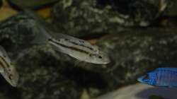 red empress Weibchen