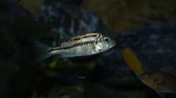 red empress Weibchen