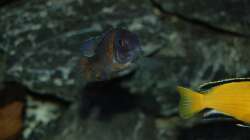 Aulonocara stuartgrantii ngara