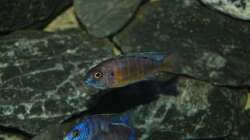 Aulonocara stuartgrantii ngara