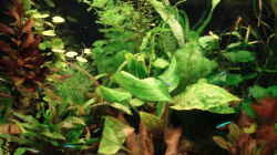 Pflanzen im Aquarium Becken 8810