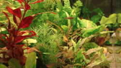 Pflanzen im Aquarium Becken 8810
