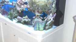 Aquarium Becken 8816