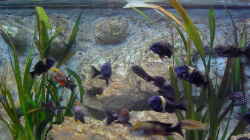 Aquarium Becken 883