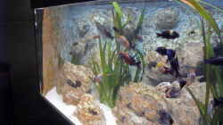 Aquarium Becken 883