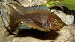 Petrochromis Trewawasae