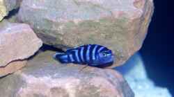 Gelber Labidochromis 2