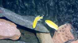 Yellow, Gelber Labidochromis