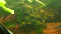 Pflanzen im Aquarium Skalar Tank