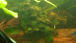 Pflanzen im Aquarium Skalar Tank