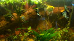 Frontalansicht mit Skalaren