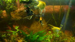 Aquarium Skalar Tank