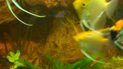 mittlerer der 3 Steine ca.7 kg