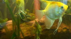 Besatz im Aquarium Skalar Tank