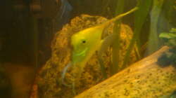 größte der 3 Steine ca 12kg