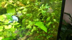 Pflanzen im Aquarium Becken 8894