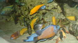 Besatz im Aquarium Becken 89