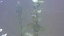 Pflanzen im Aquarium Becken 8914