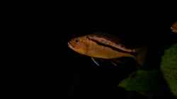 Aristochromis Christyi - es könnte mal ein Bock werden