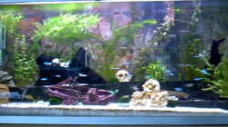 Besatz im Aquarium Becken 8945
