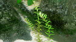 Pflanzen im Aquarium Becken 895