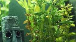 Pflanzen im Aquarium Becken 8958