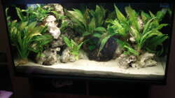 Aquarium Mein 200l Hauptbecken