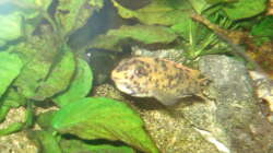 Trawavasae weibchen mit kleinen im Maul