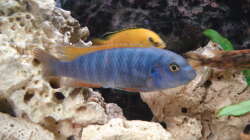 labeotropheus trewavase Bock