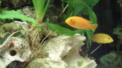 Pseudotropheus msobo ´magunga´ Jungtiere