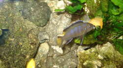 Yellow Tail Wewibchen