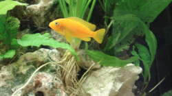 Pseudotropheus msobo ´magunga´ ( Jungtiere)