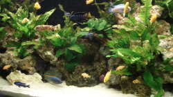 Aquarium Mein 200l Hauptbecken