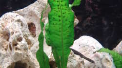 Pflanzen im Aquarium Mein 200l Hauptbecken