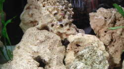 Lochgestein als Versteckmöglichkeit