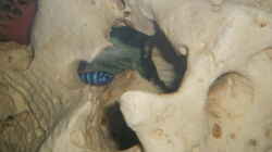 Demasoni in Grotte