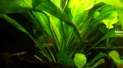 Pflanzen im Aquarium Becken 9018