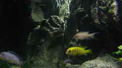 Besatz im Aquarium Becken 9037