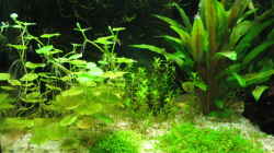 Pflanzen im Aquarium Becken 9065