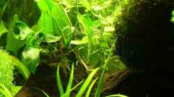 Pflanzen im Aquarium Becken 9069