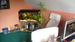 Aquarium in meinem Zimmer