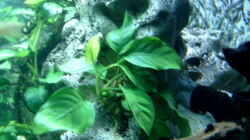 Pflanzen im Aquarium Becken 910