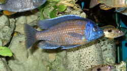 Copadiechromis borleyi, Kadango