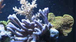 Pflanzen im Aquarium Becken 9103