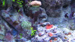 Pflanzen im Aquarium Becken 9103