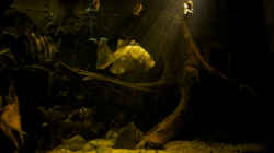 Aquarium Großcichliden Afrikas