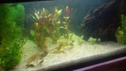 Becken  nach der Neueinrichtung (5.5.08)